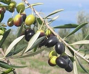 Cultivar Ulivo Frantoio - origine Italia
