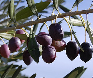 Cultivar Kalamata - origine Grecia
