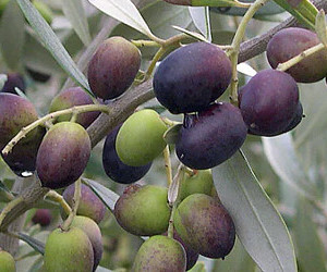 Cultivar Chemlali - origine Tunisia