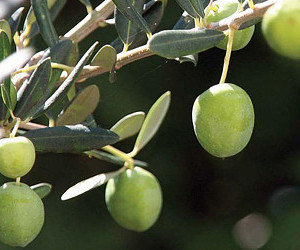 Cultivar Arbosana - origine Spagna