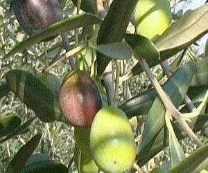 Cultivar Ulivo Maurino - origine Italia