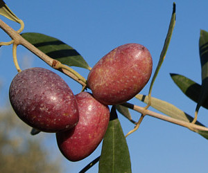 Cultivar Ulivo Azapa - origine Cile