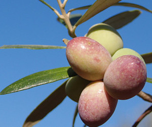 Cultivar Chétoui - origine Tunisia