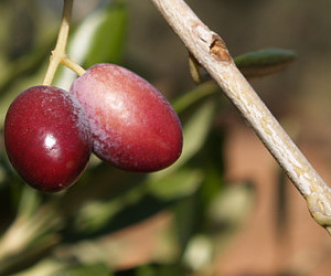 Cultivar Lianolia - origine Grecia