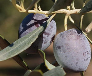 Cultivar Gemlik - origine Tunisia