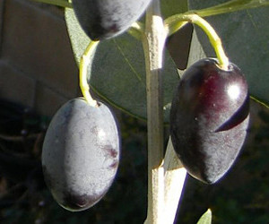Cultivar Kalamon - origine Grecia
