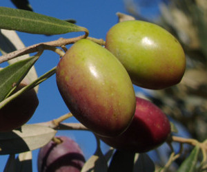 Cultivar - origine Marocco